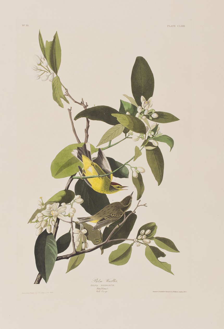Illustrazione da 
