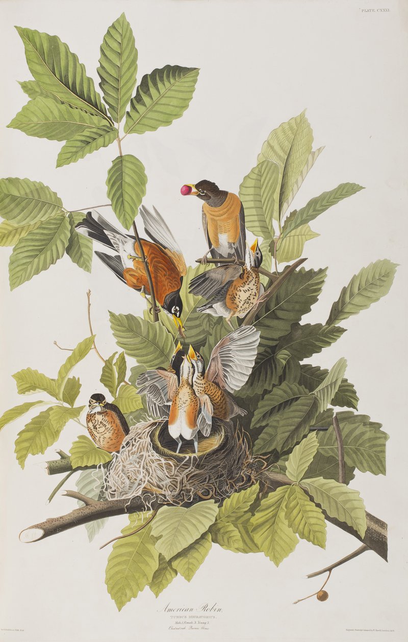 Illustrazione da 
