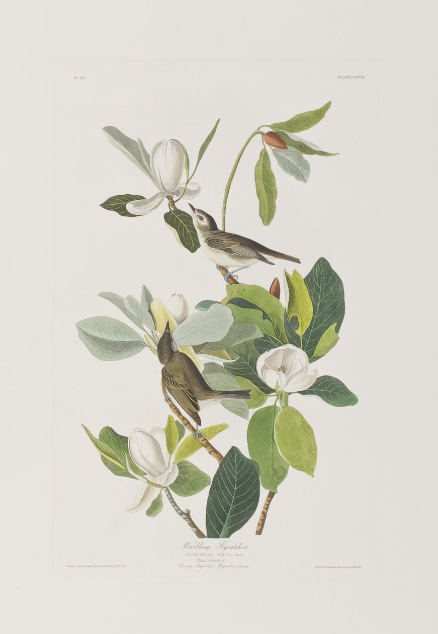 Illustrazione da 