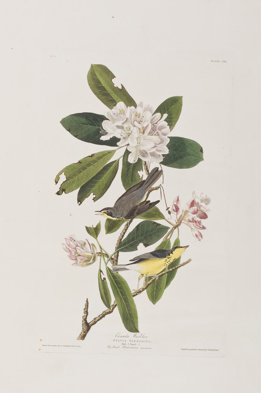 Illustrazione da 