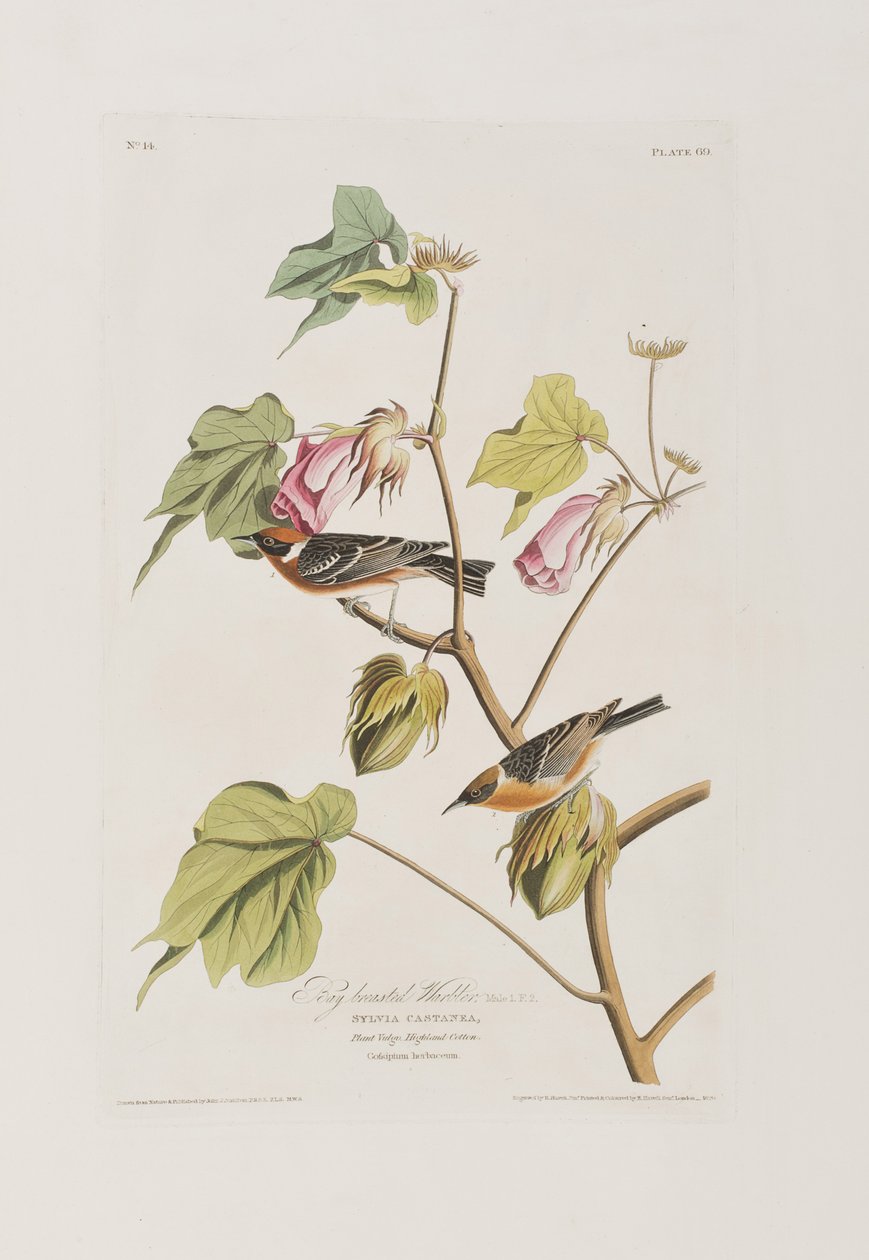 Illustrazione da 