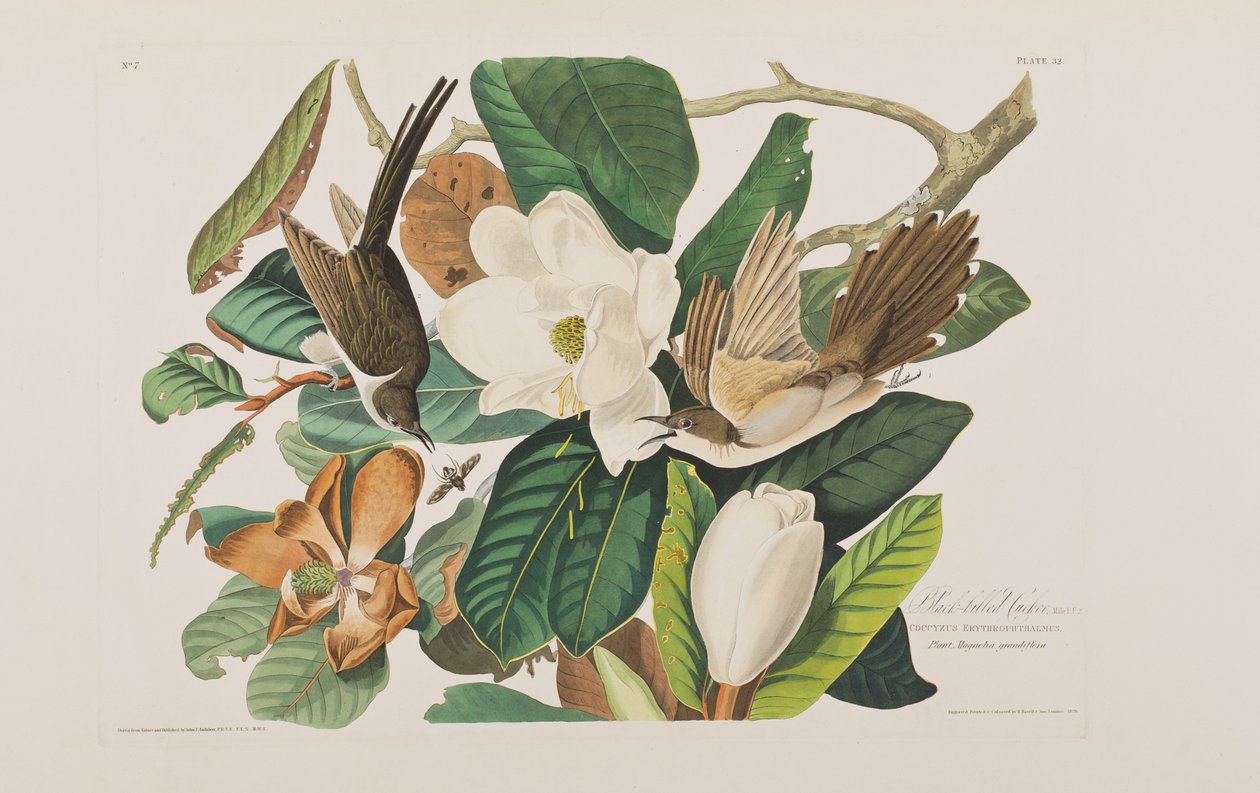 Illustrazione da 