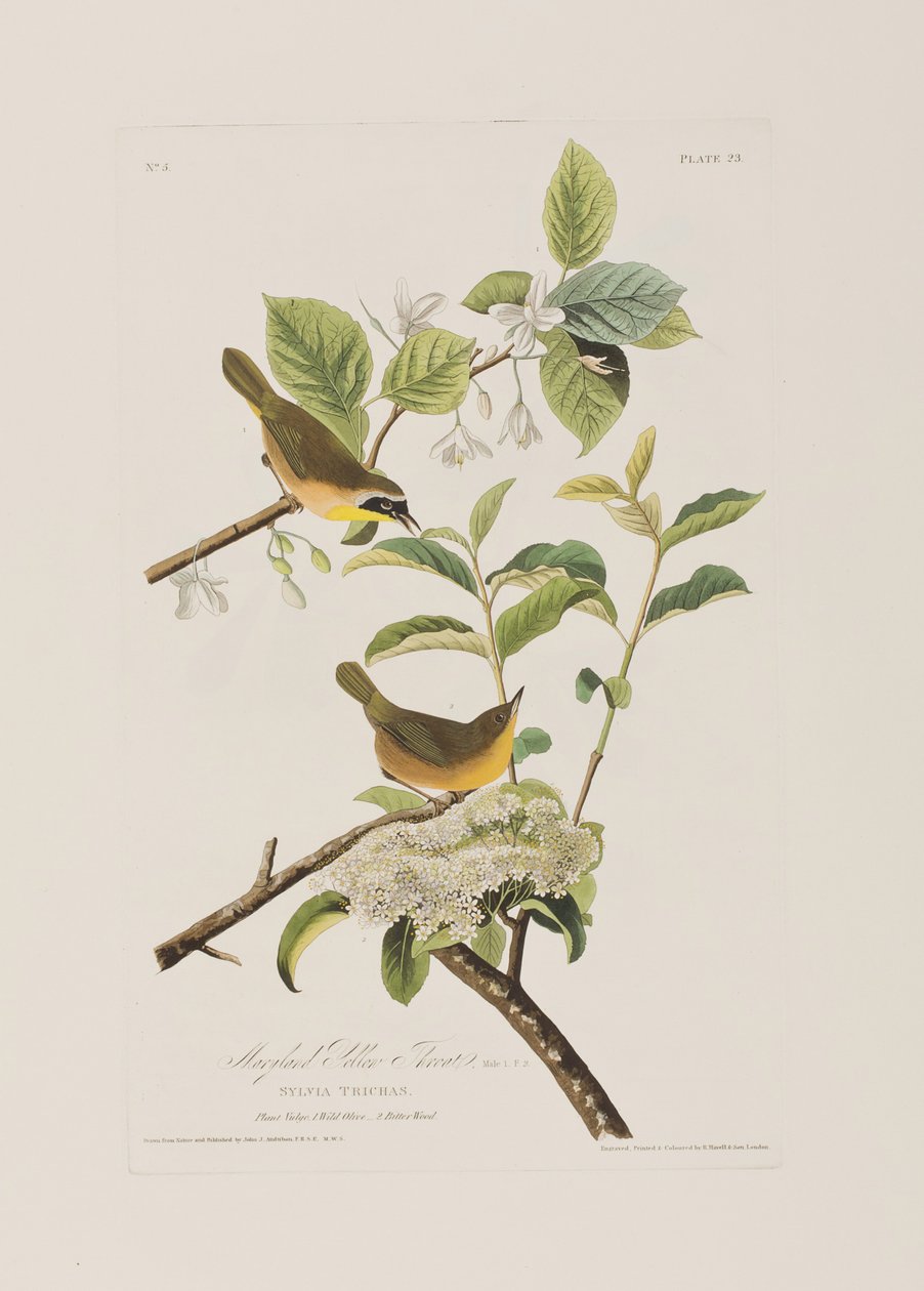 Illustrazione da 