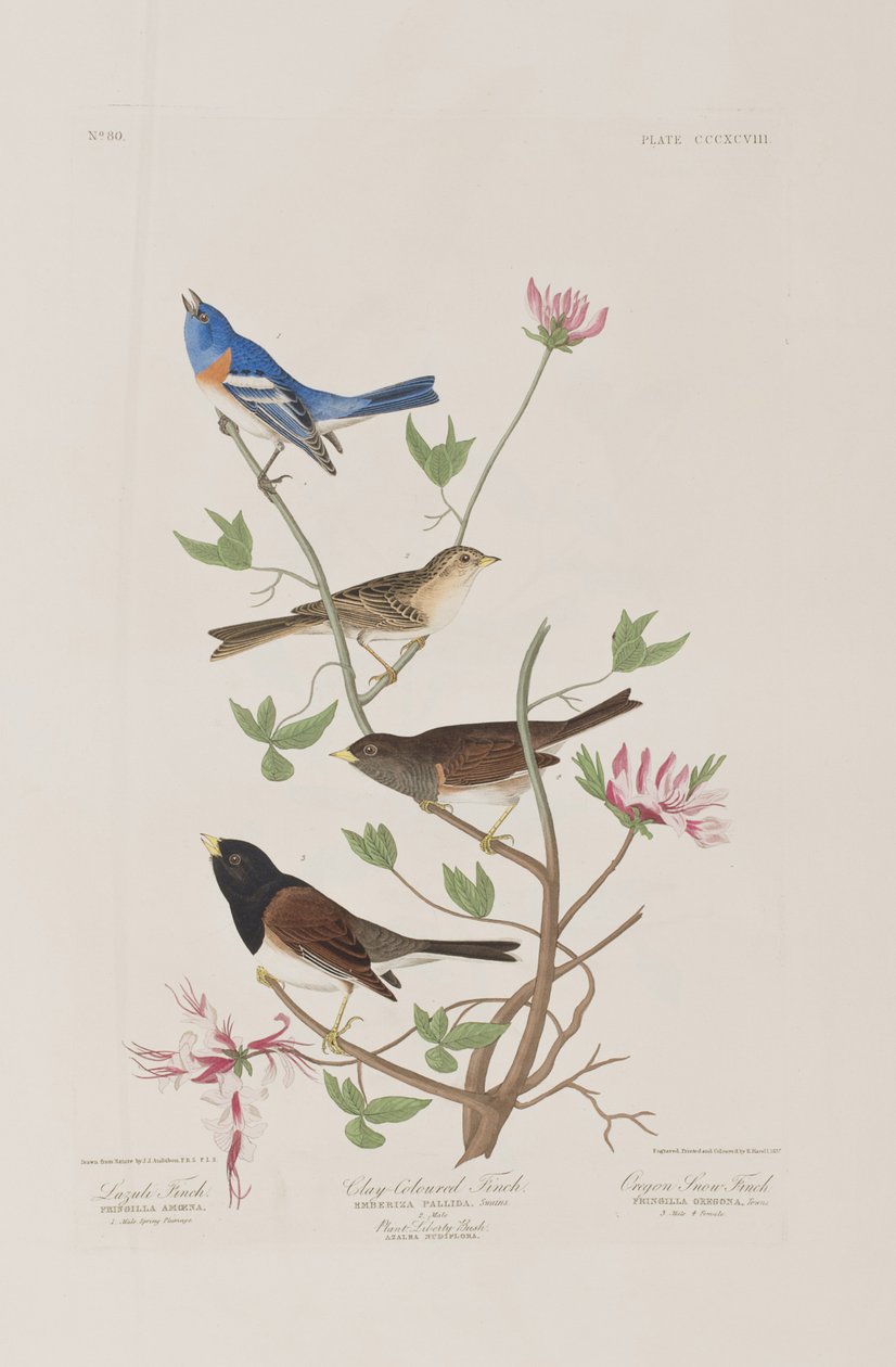 Illustrazione da 