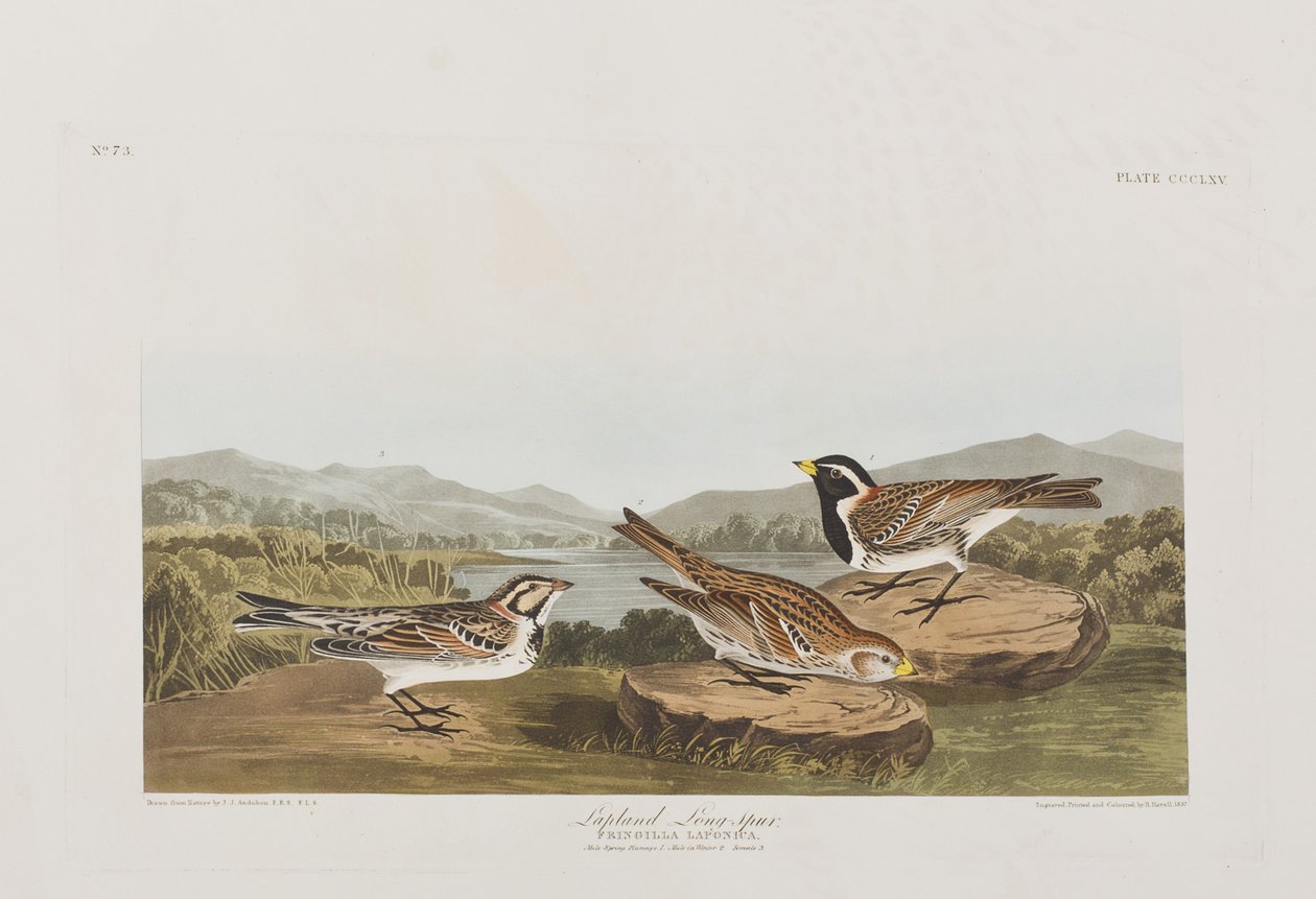 Illustrazione da 