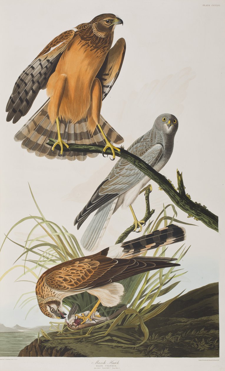 Illustrazione da 