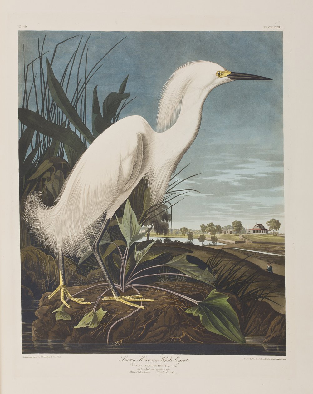 Illustrazione da 