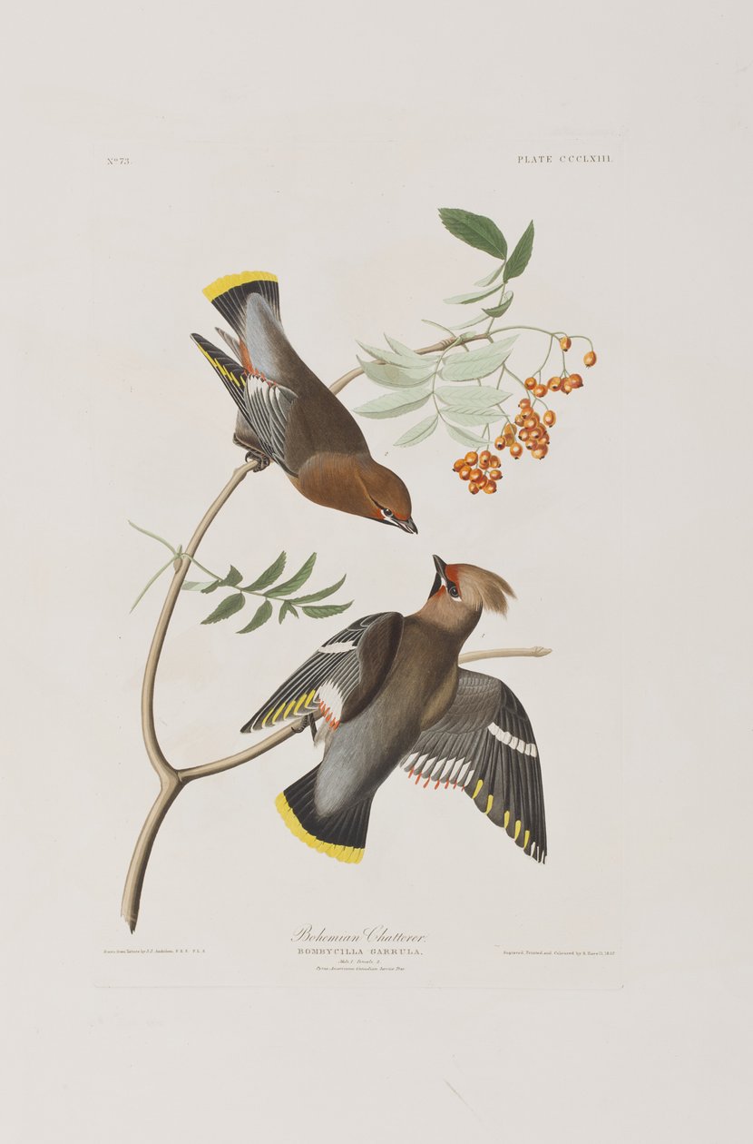 Illustrazione da 