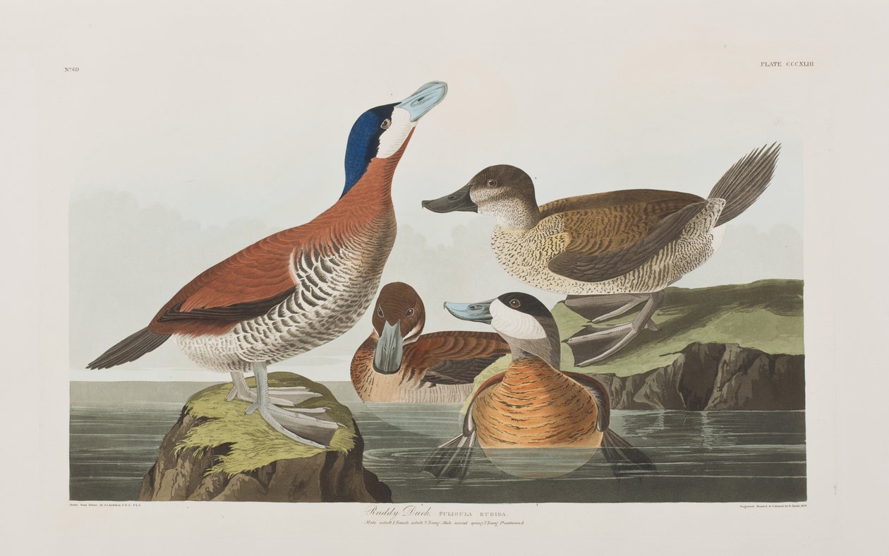 Illustrazione da 