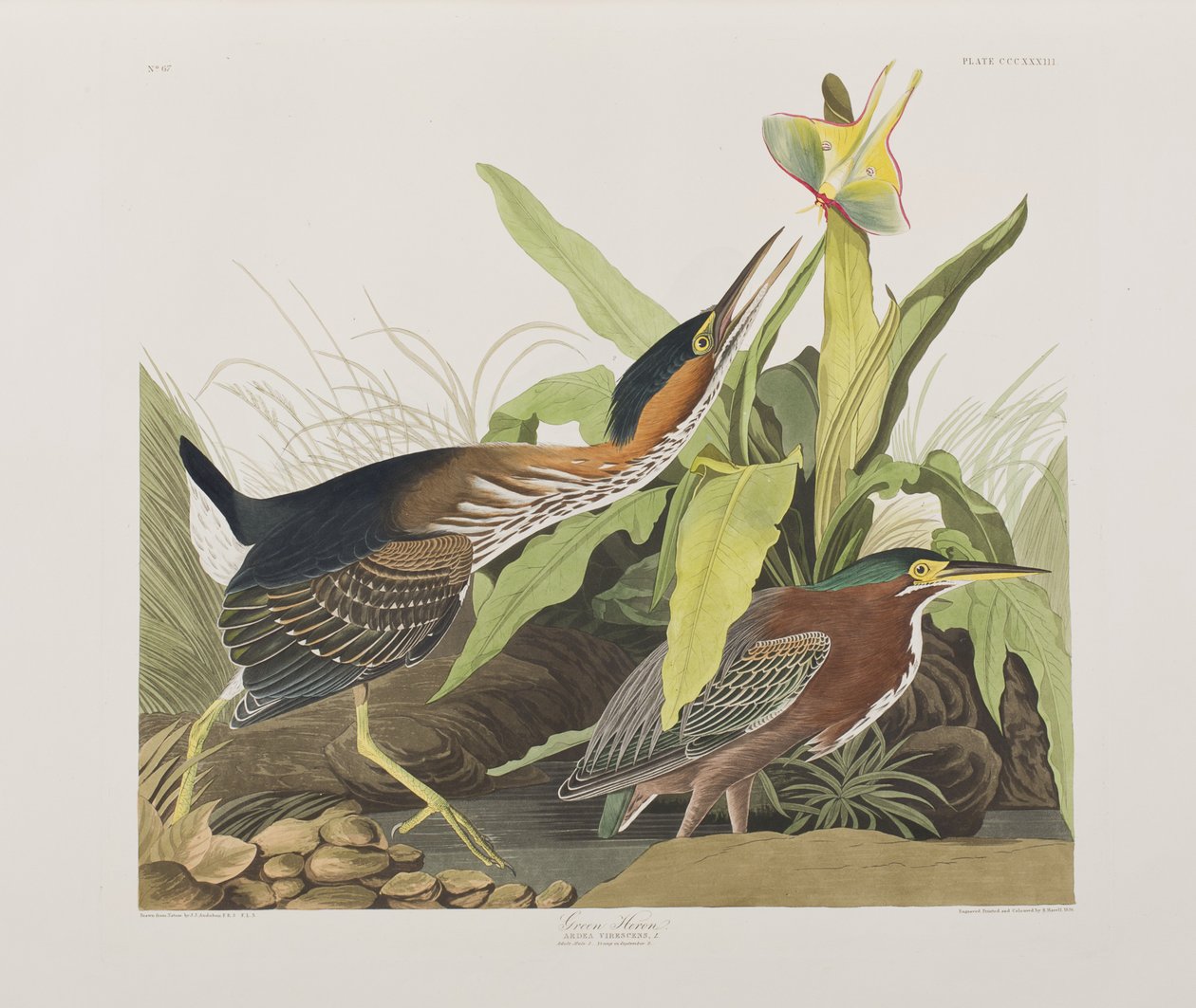 Illustrazione da 
