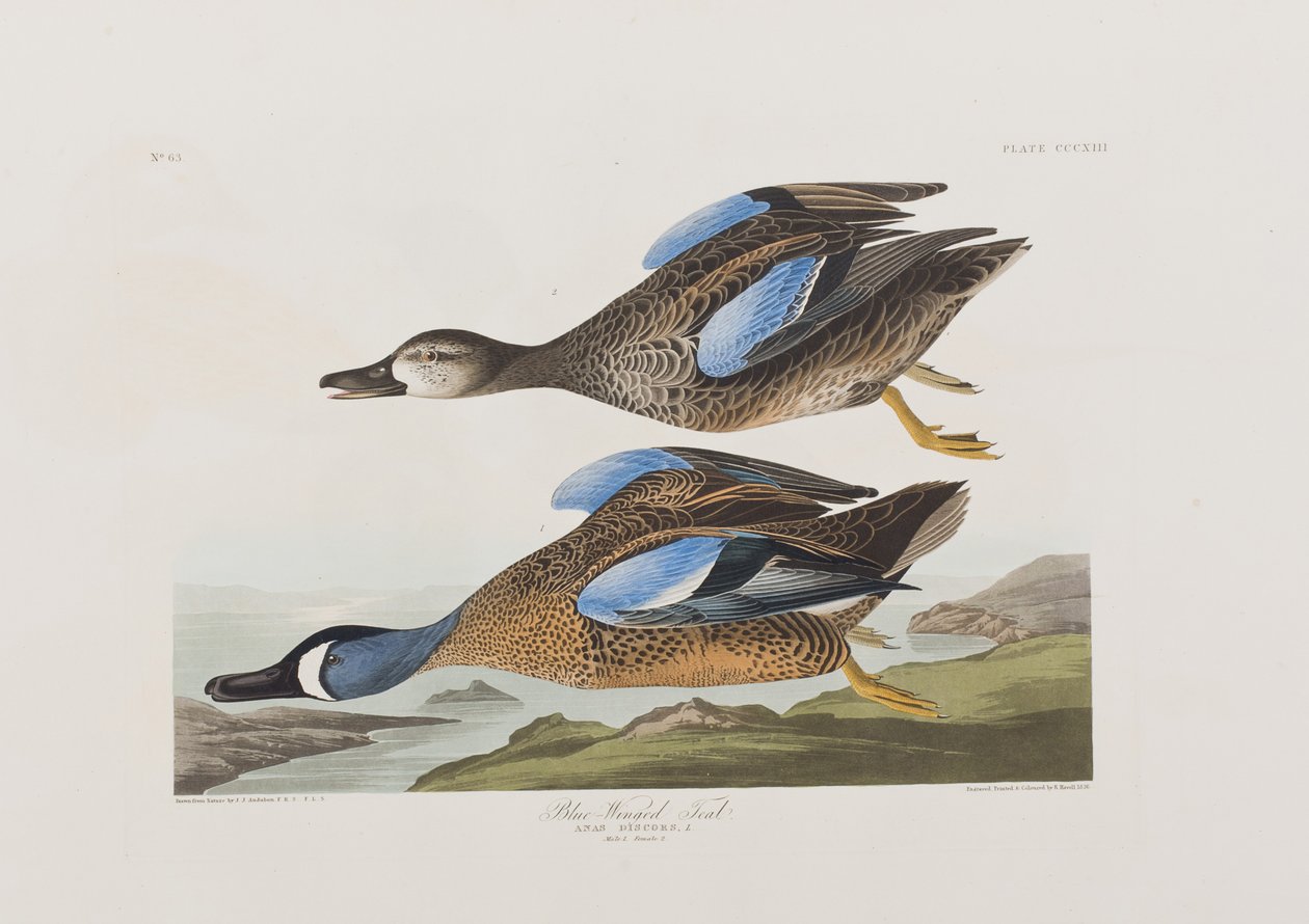 Illustrazione da 