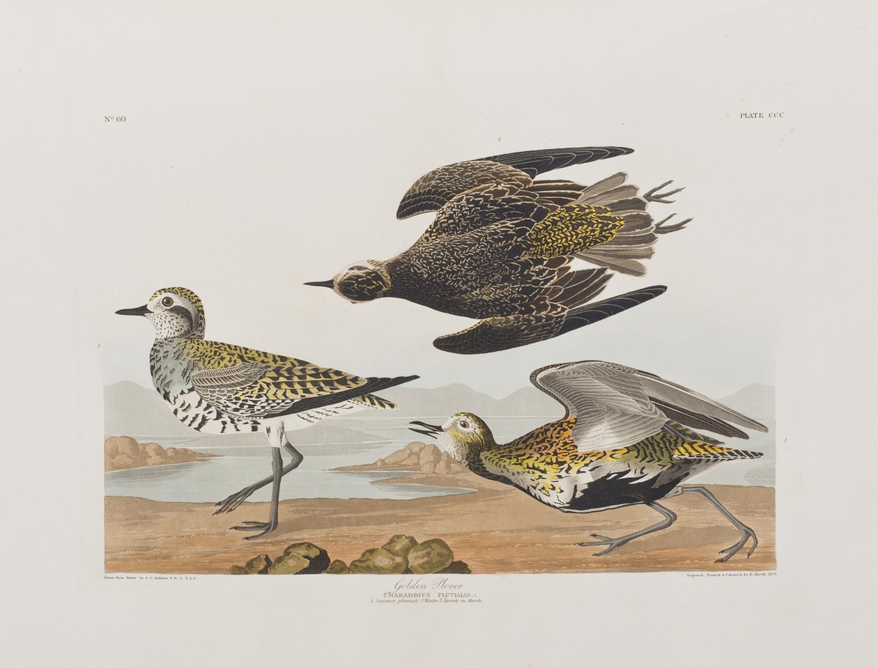 Illustrazione da 