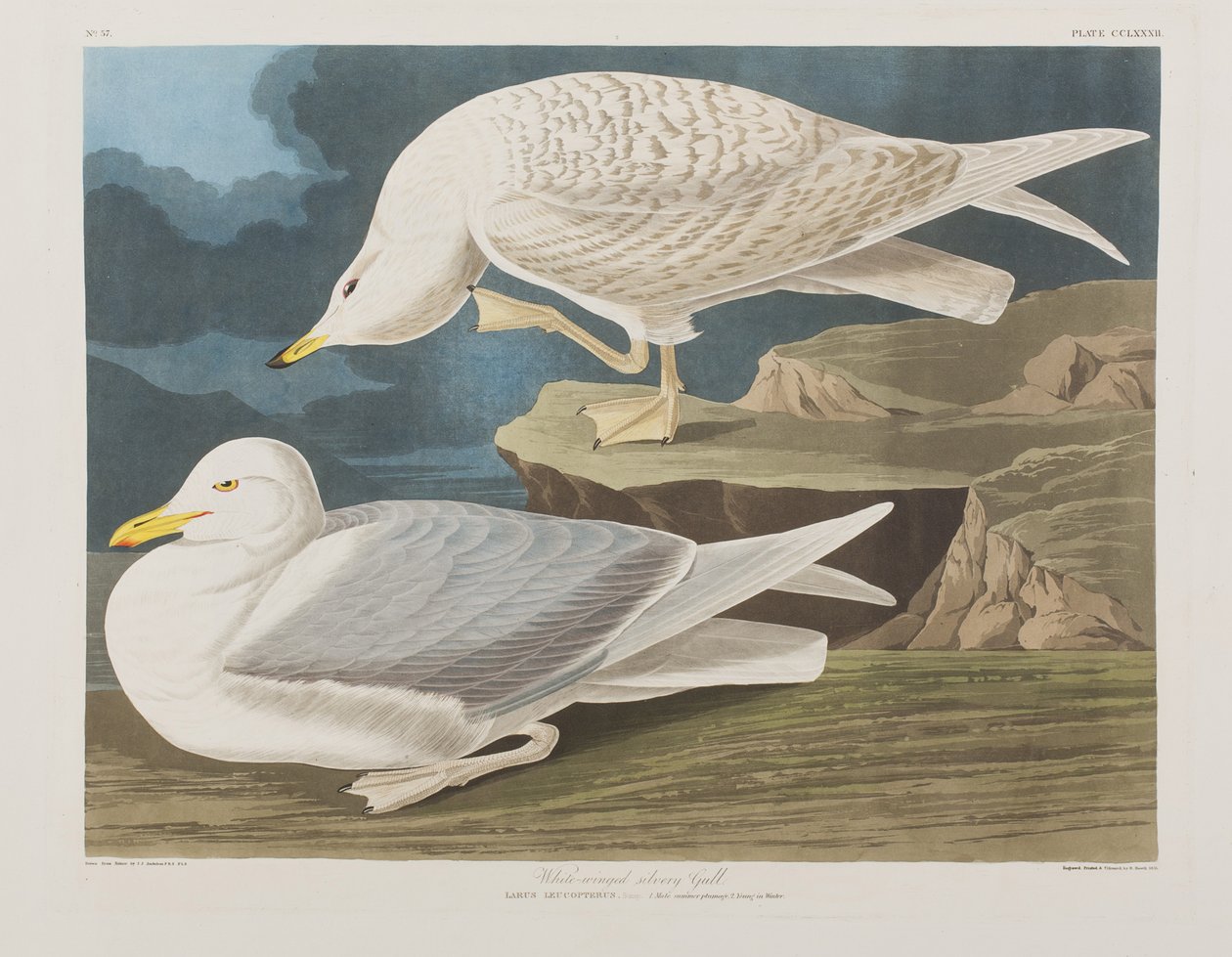 Illustrazione da 