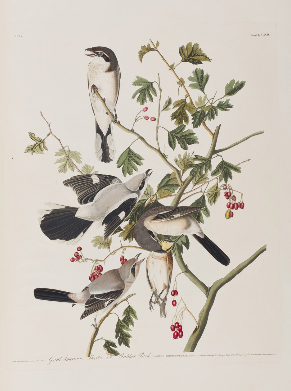 Illustrazione da 