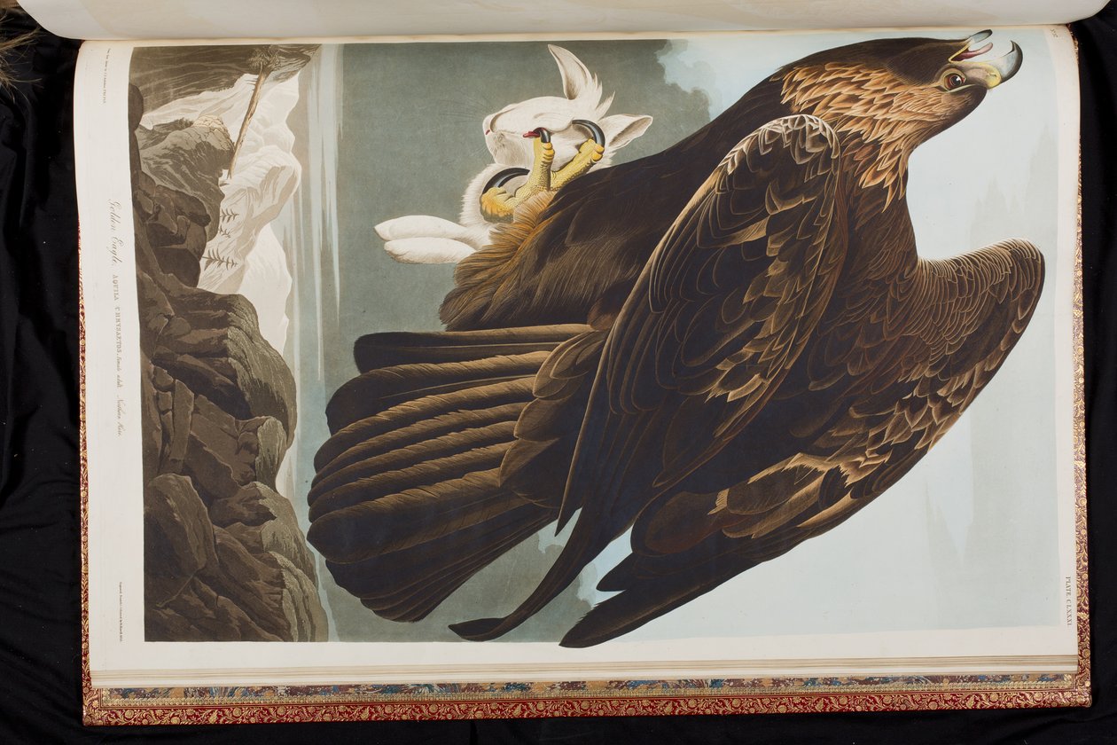 Illustrazione da 