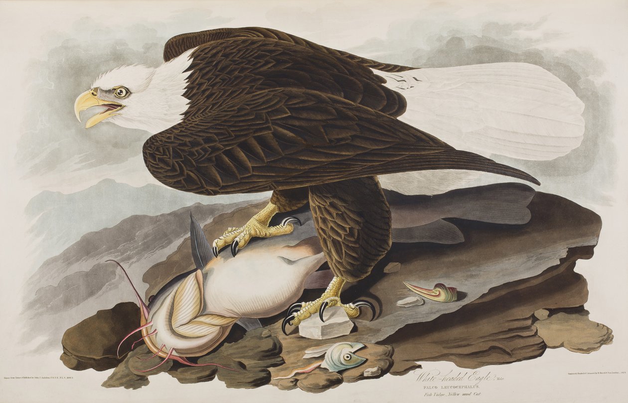 Illustrazione da 