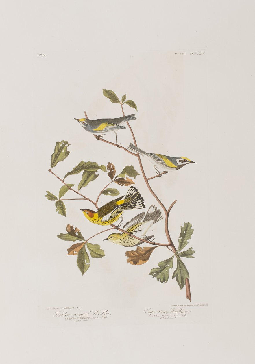 Illustrazione da 