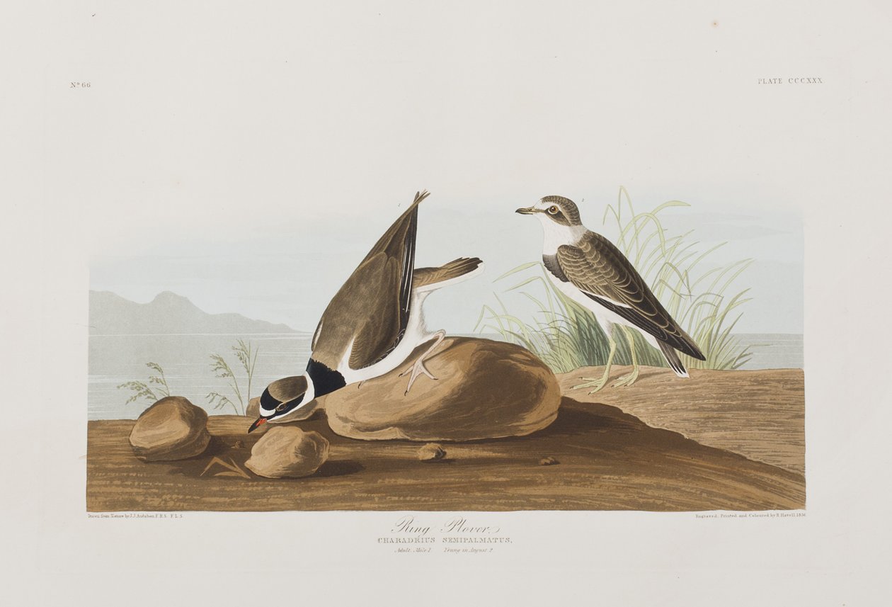 Illustrazione da 