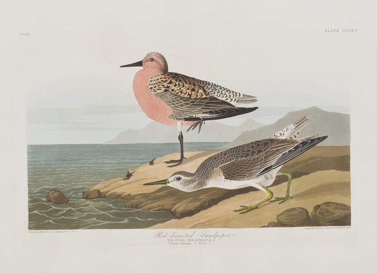 Illustrazione da 