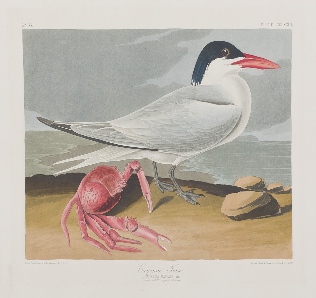 Illustrazione da 