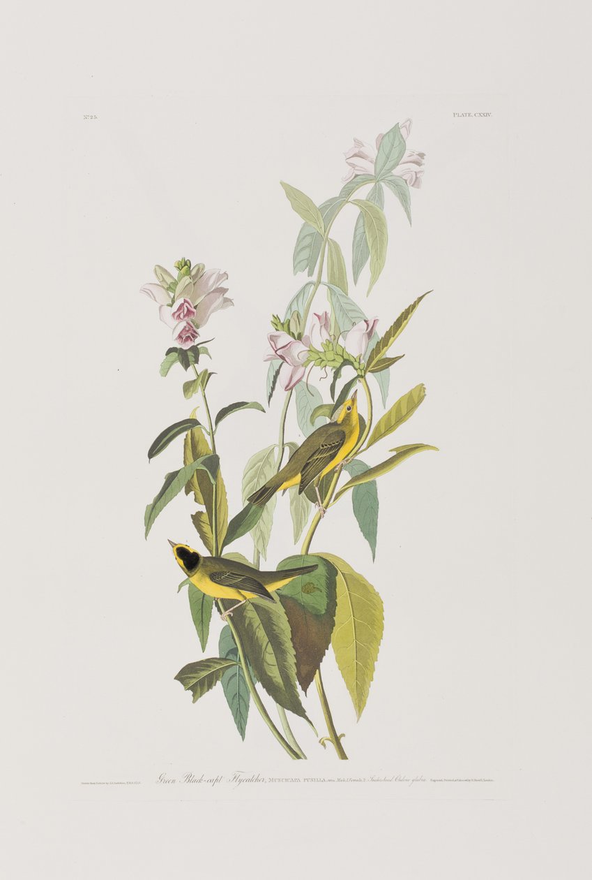 Illustrazione da 