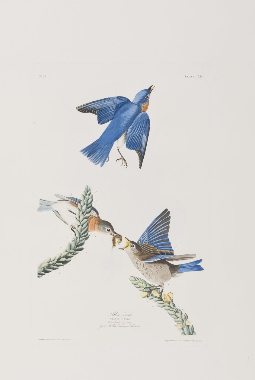 Illustrazione da 