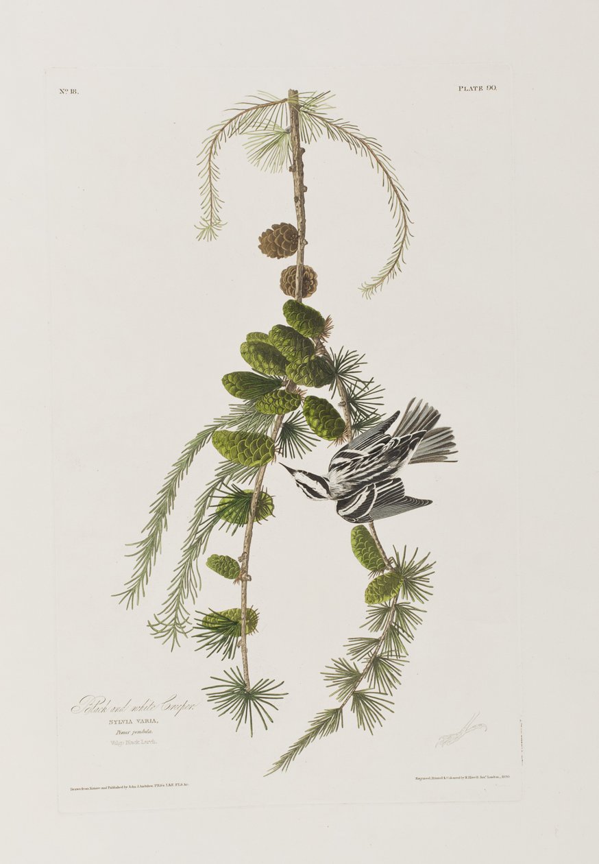 Illustrazione da 