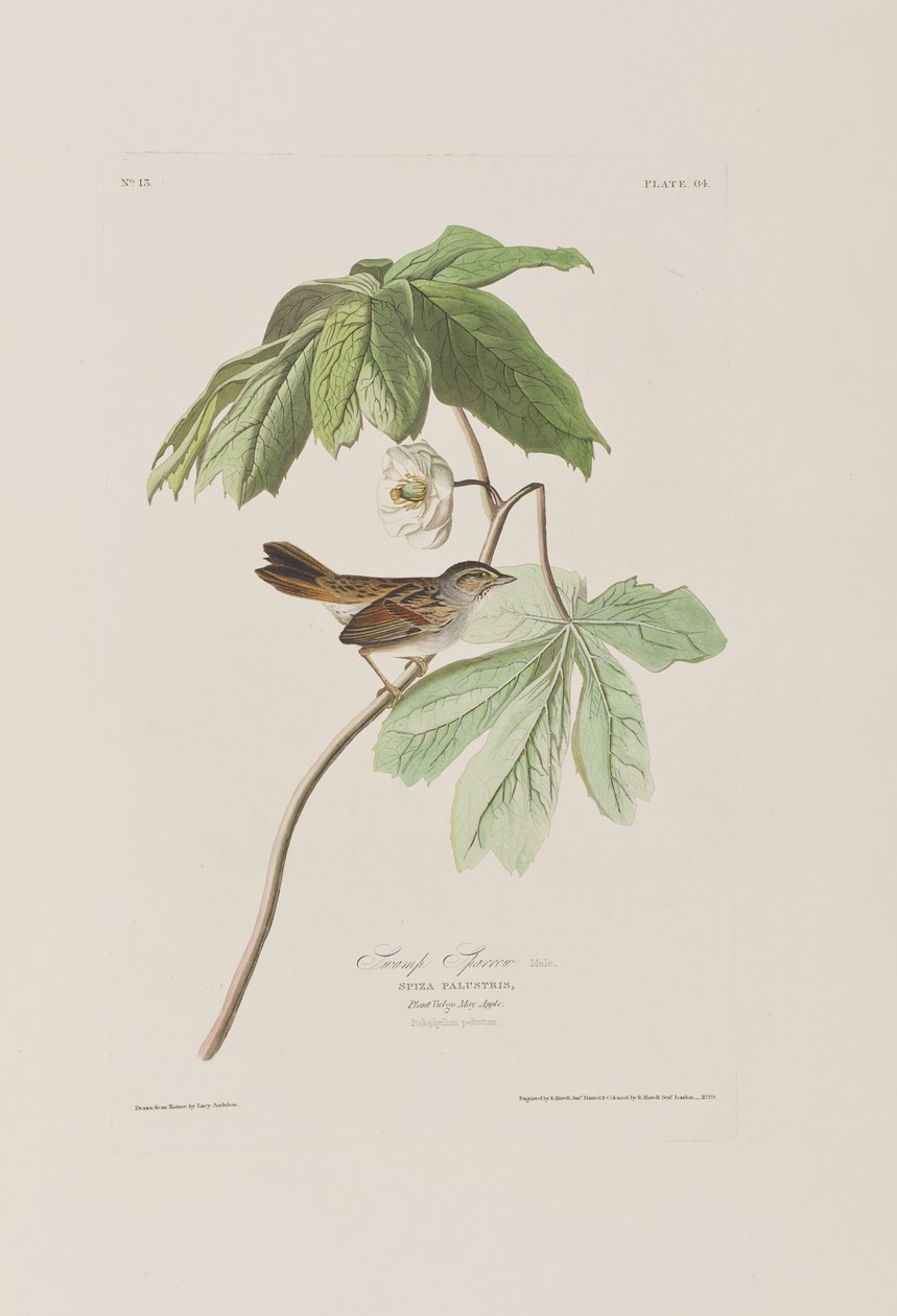 Illustrazione da 