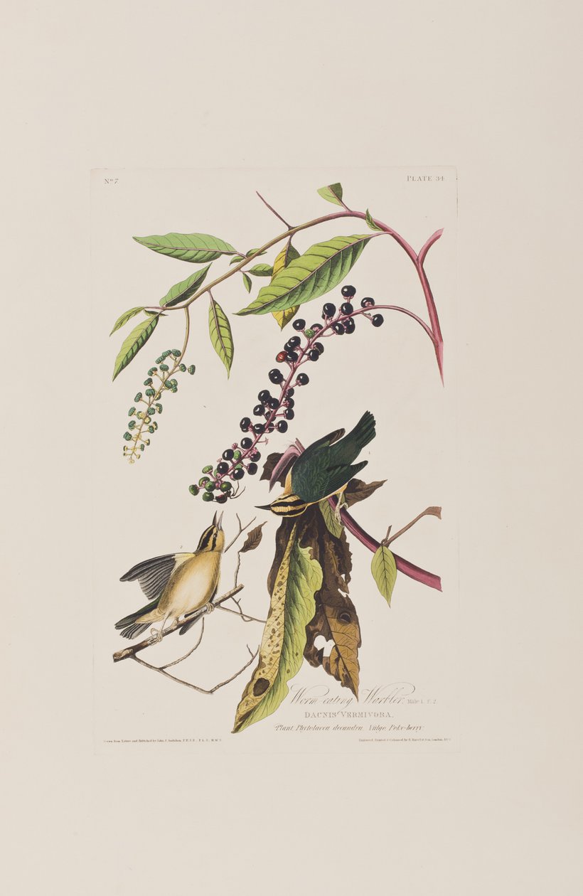 Illustrazione da 