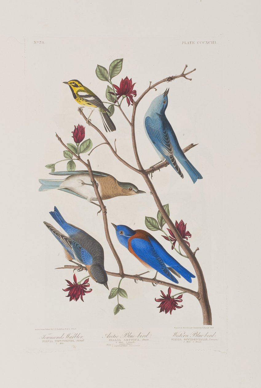 Illustrazione da 