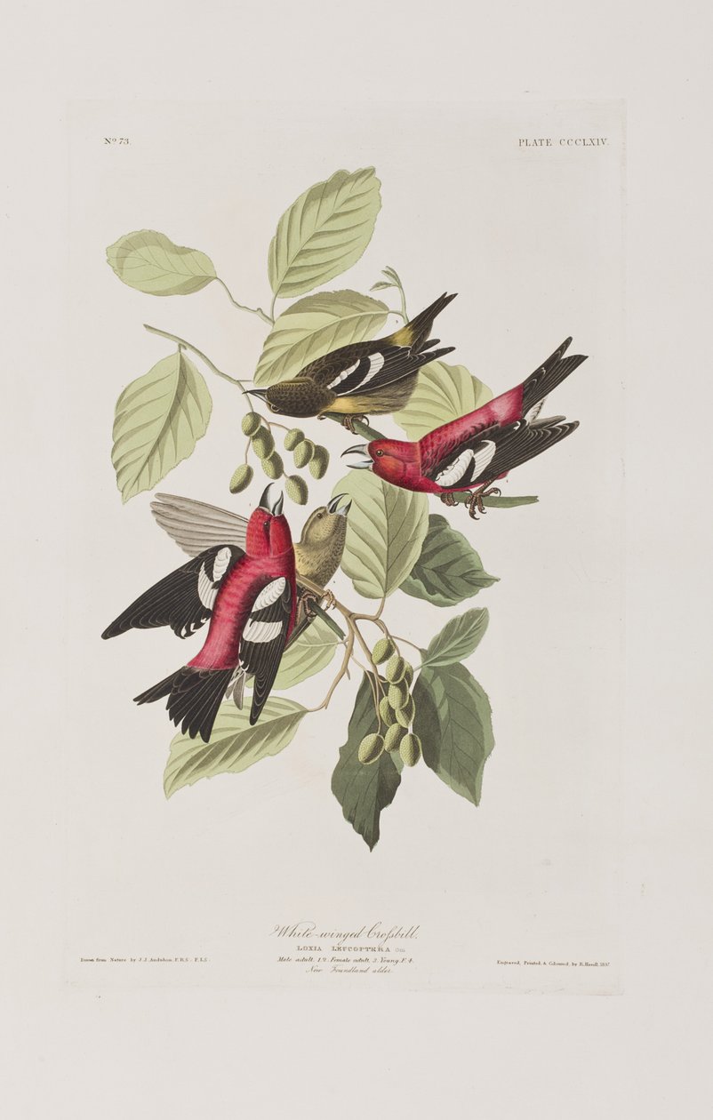 Illustrazione da 
