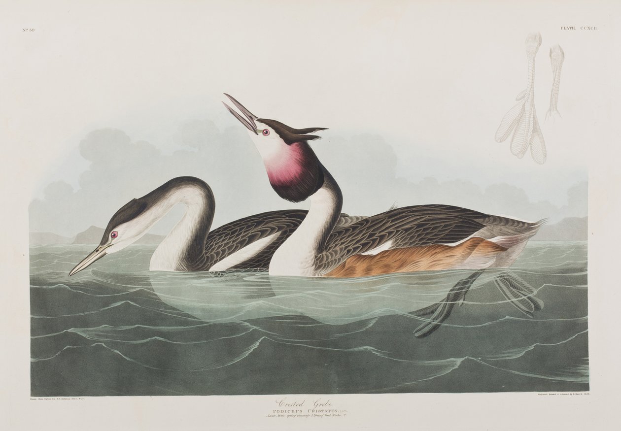 Illustrazione da 