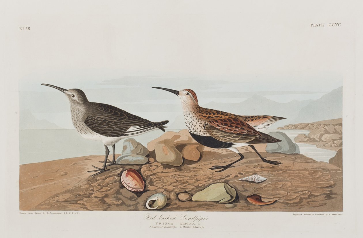 Illustrazione da 