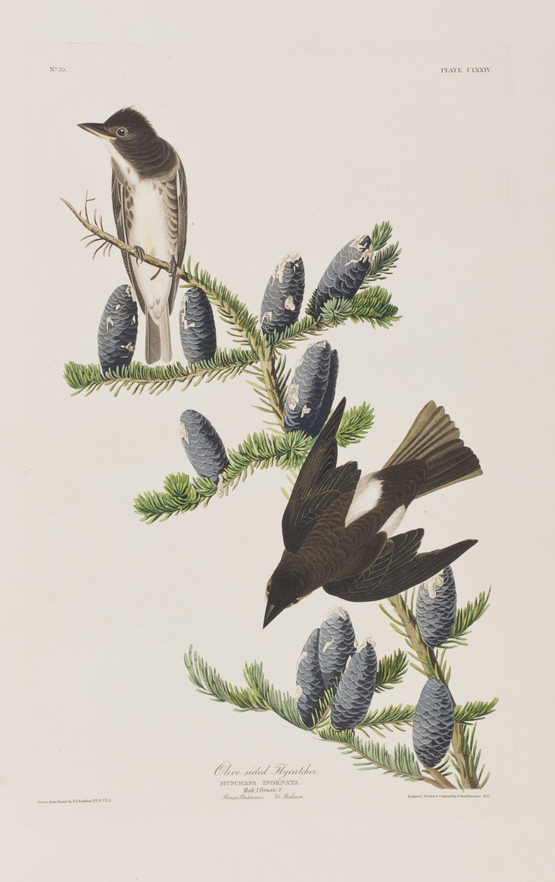 Illustrazione da 