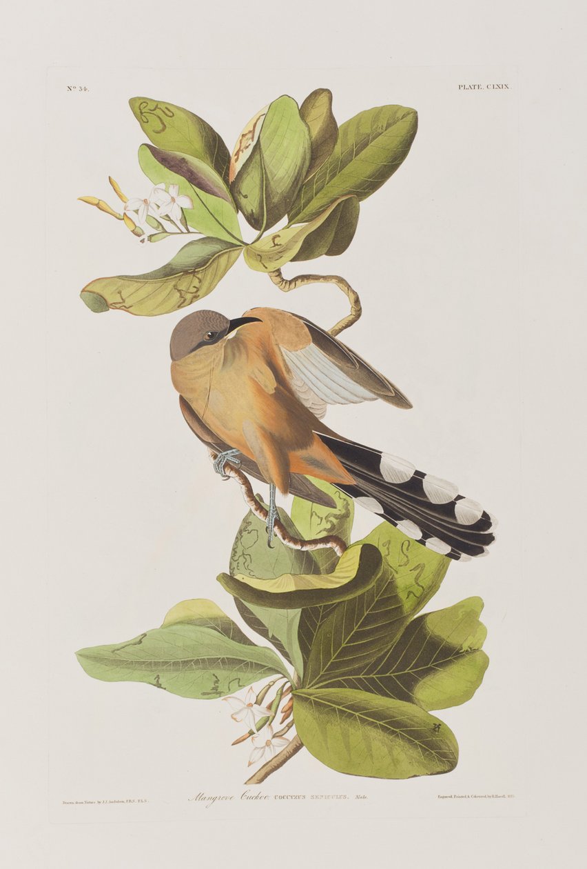 Illustrazione da 