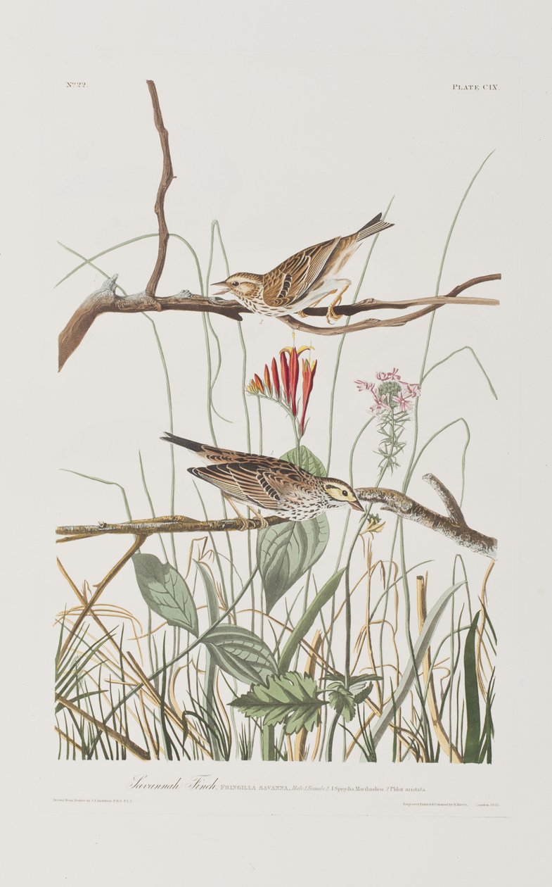 Illustrazione da 