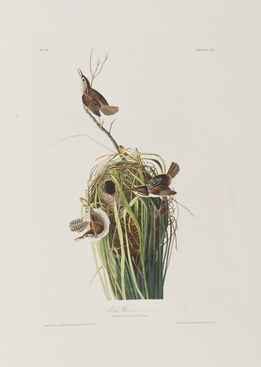 Illustrazione da 