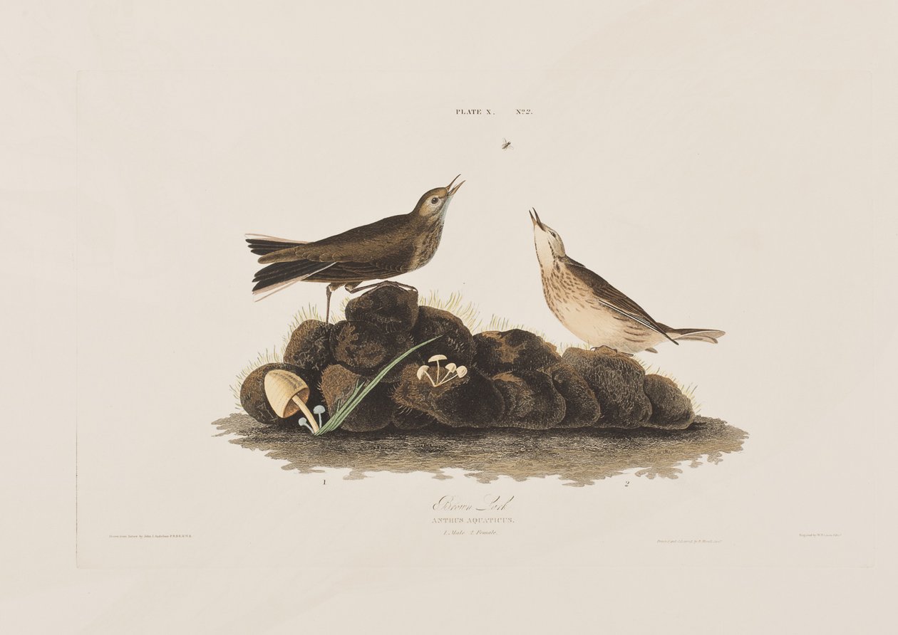 Illustrazione da 