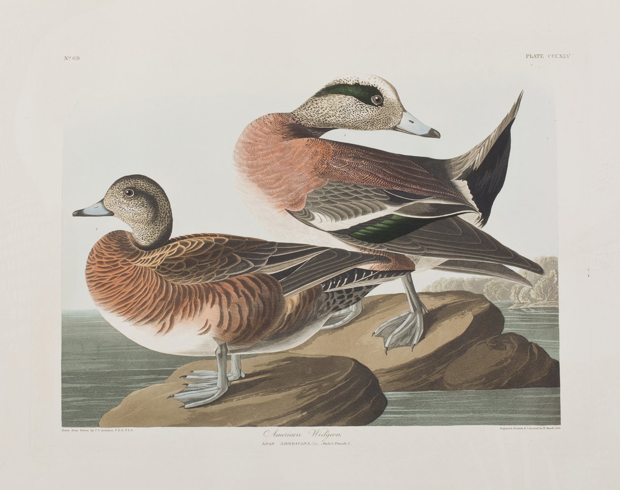 Illustrazione da 