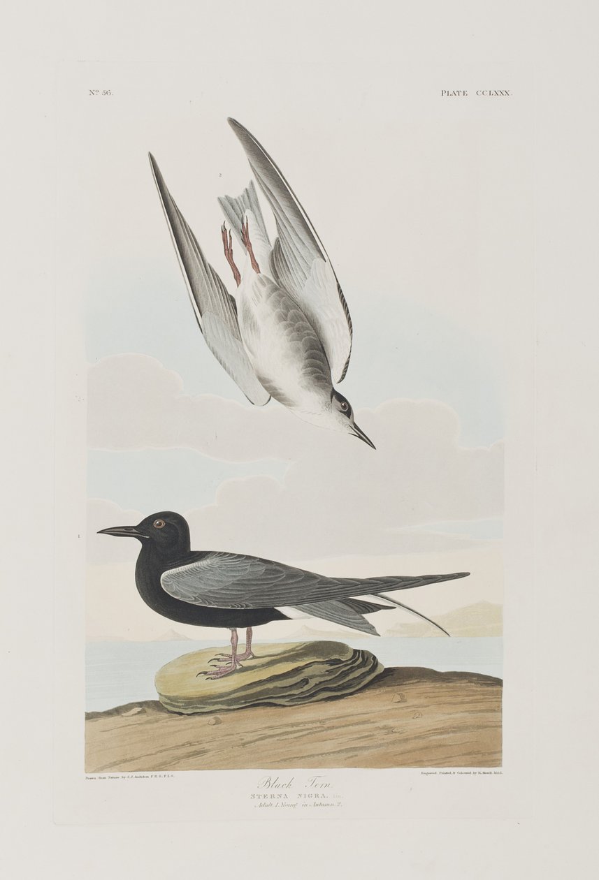 Illustrazione da 