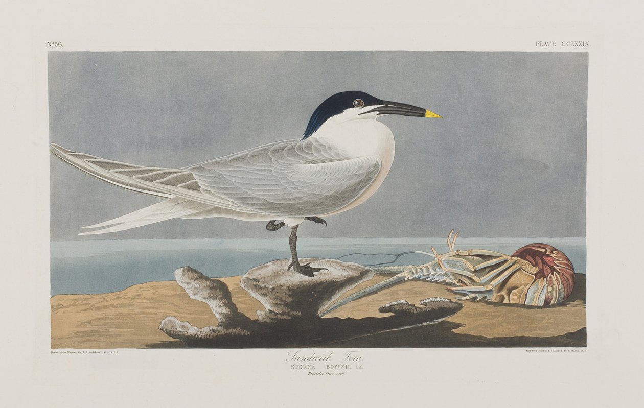 Illustrazione da 