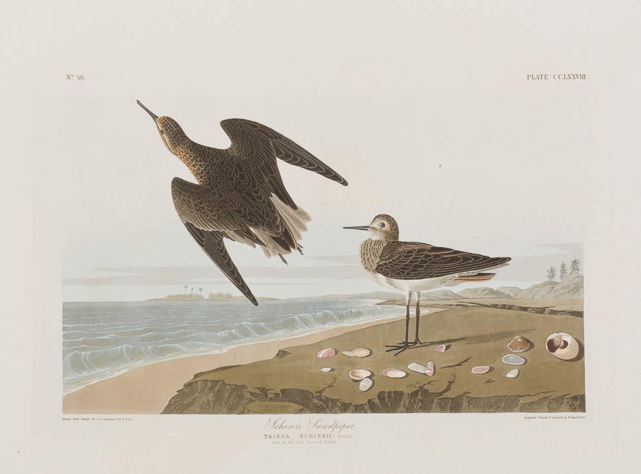 Illustrazione da 