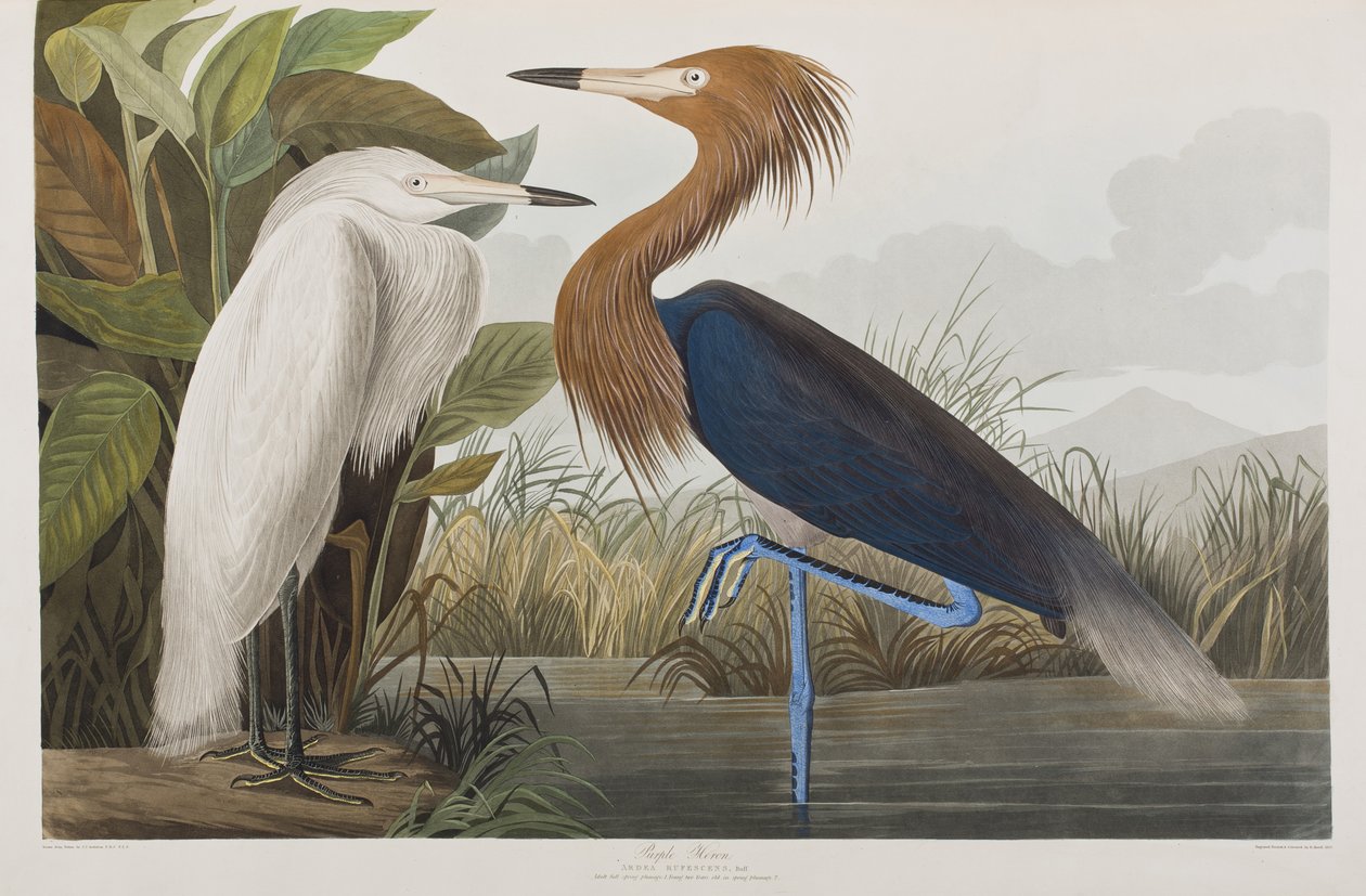 Illustrazione da 