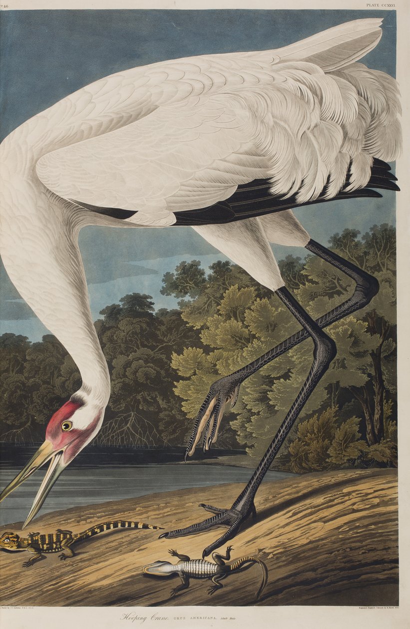 Illustrazione da 
