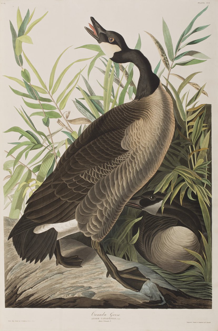 Illustrazione da 