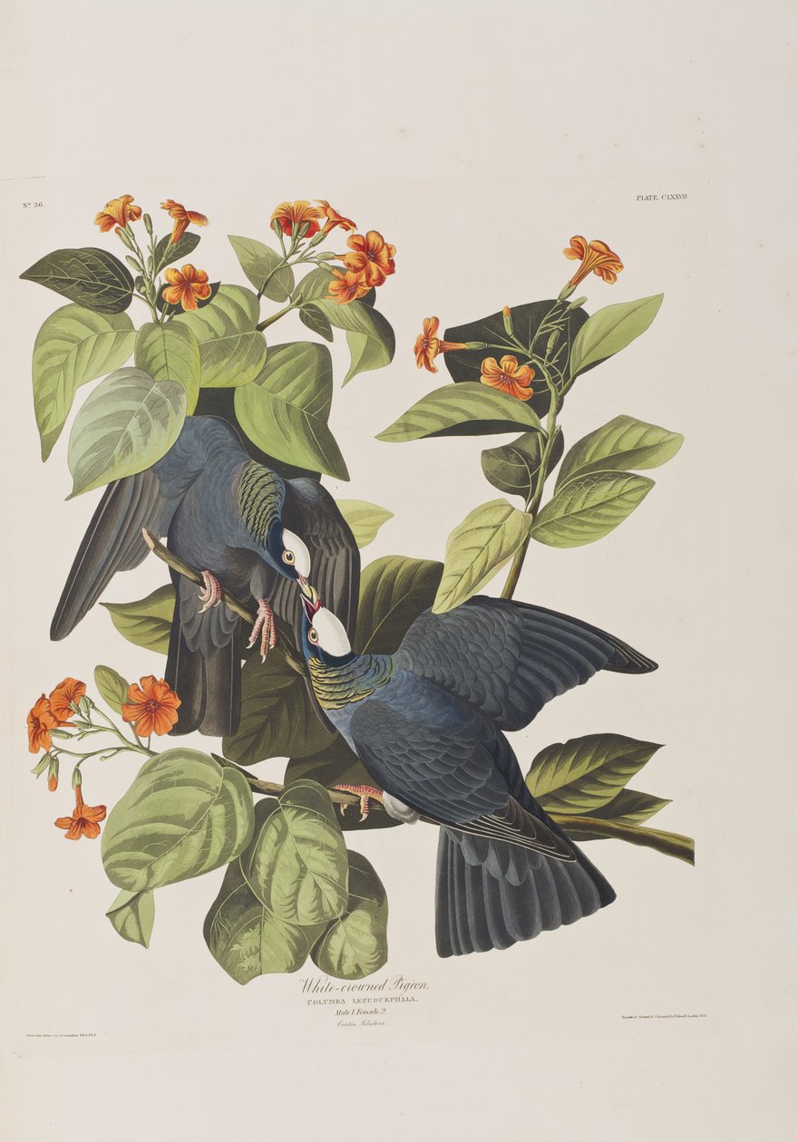 Illustrazione da 