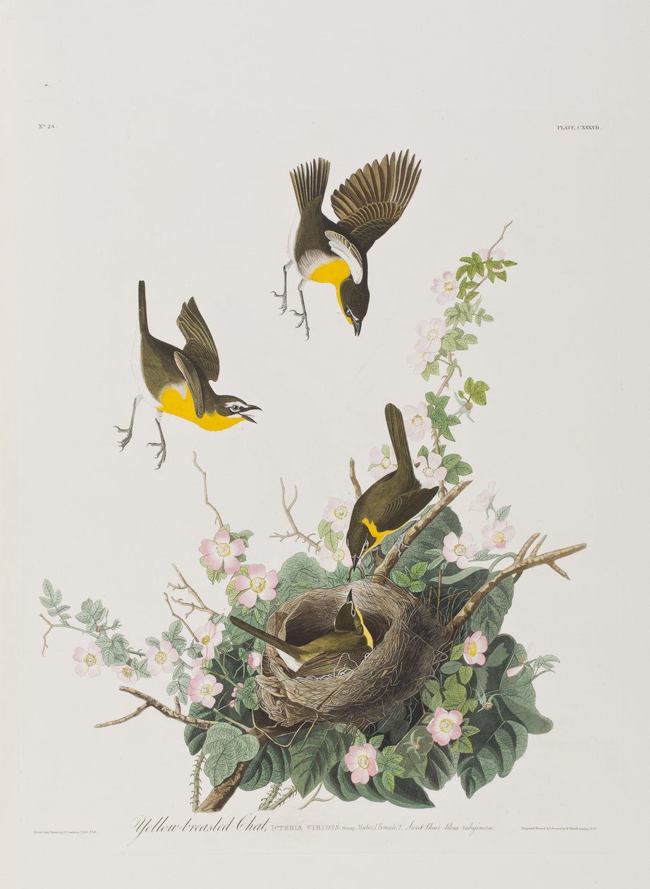 Illustrazione da 
