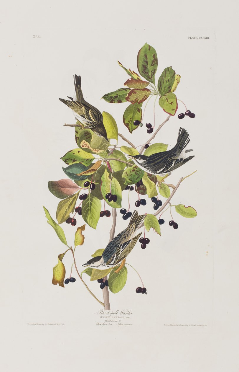 Illustrazione da 