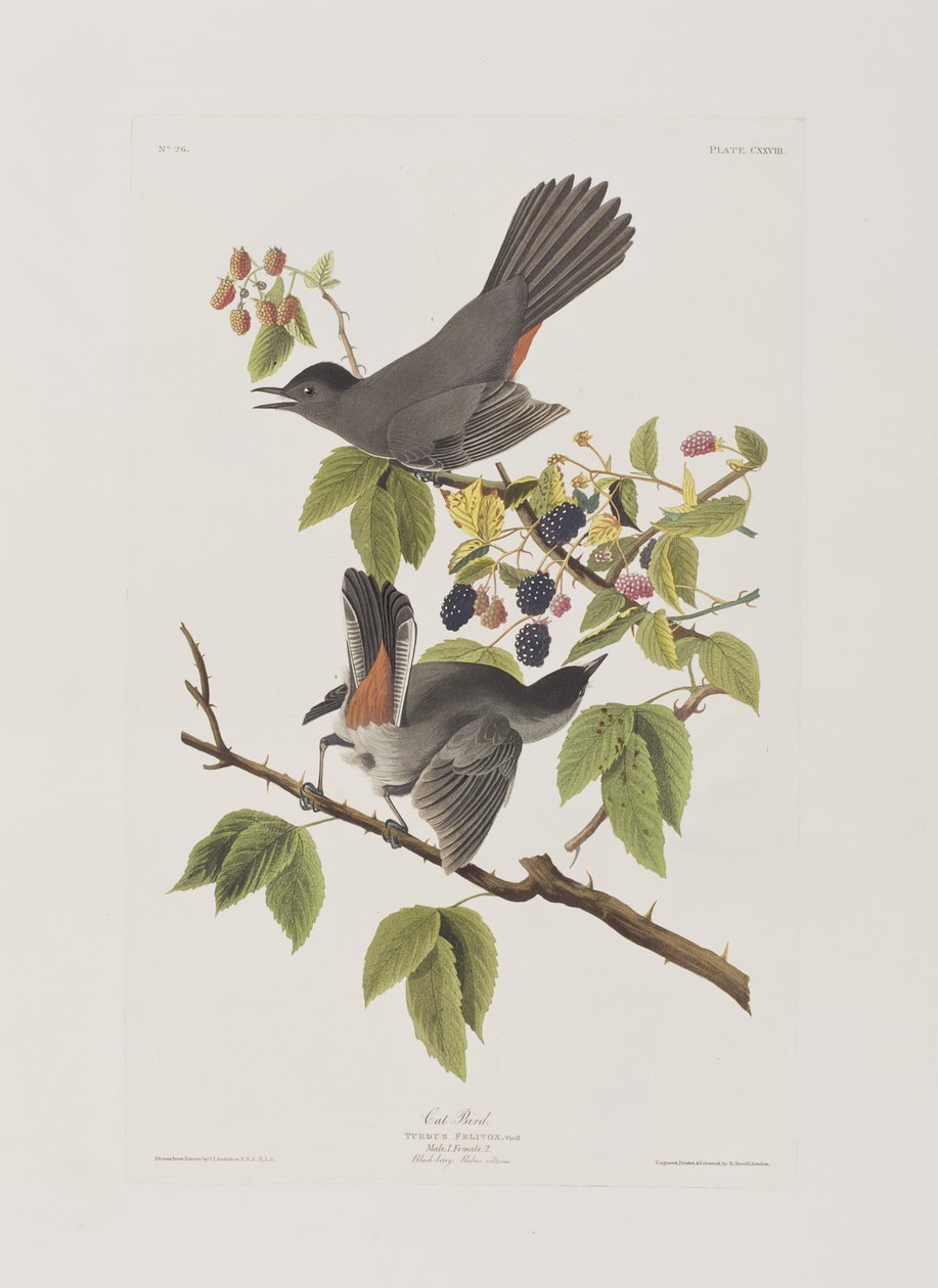 Illustrazione da 