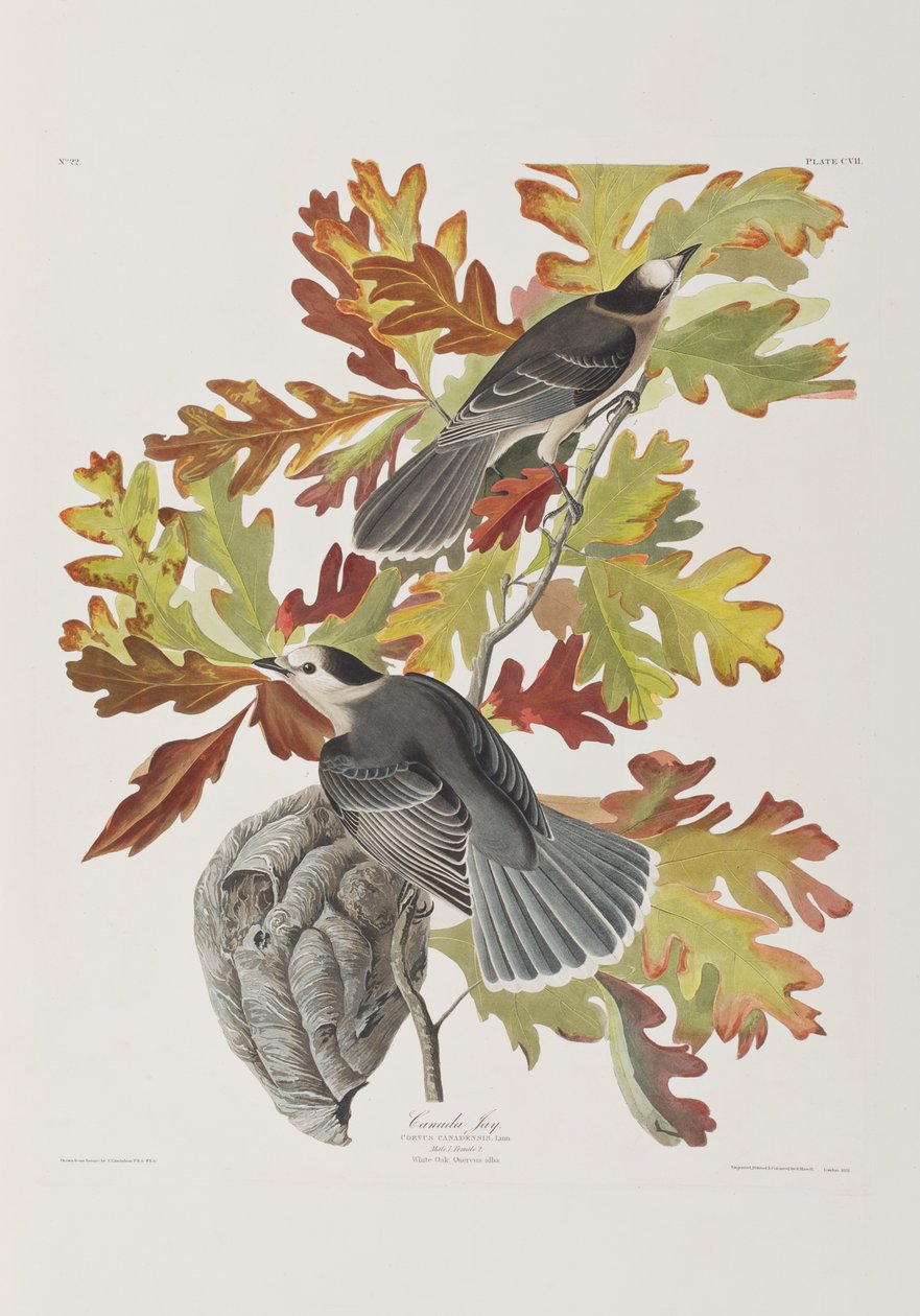Illustrazione da 